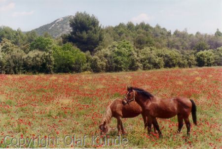 ProvenceIdyllique